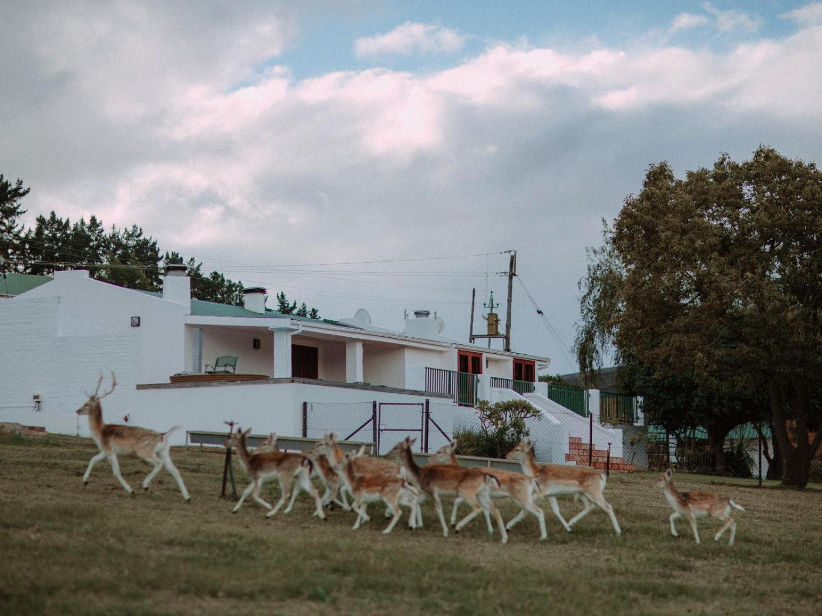 Ou Meul Farm Cottage Ботривьер Номер фото